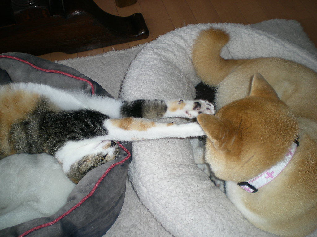 ’17,10,28(土)えっ!塩味の肉じゃがって?_f0060461_05472870.jpg