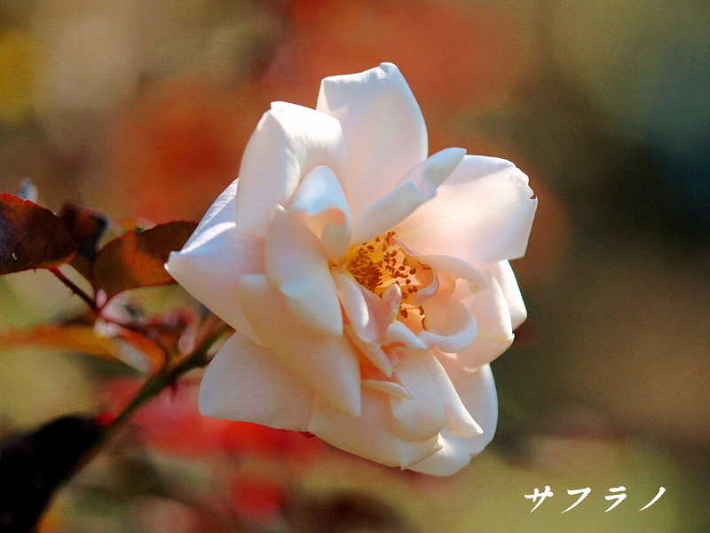 c0305565_17321478.jpg