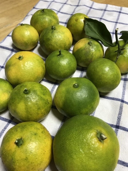 酸っぱいみかん スカッコマット 日和