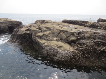 平日 江ノ島 鎌倉散策 4 磯のいきものなど 生き物注意 じてんしゃでグルメ 2