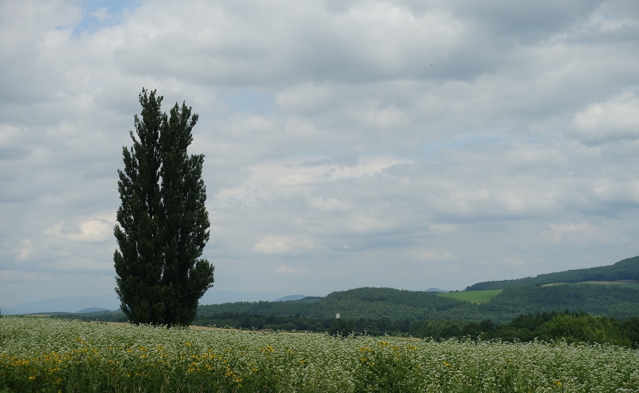 e0167780_15521792.jpg