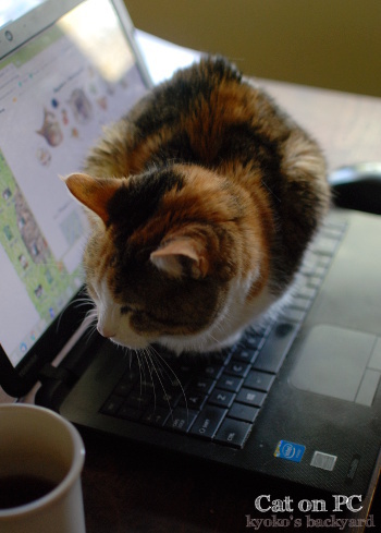 しらっとPCの上に乗る猫_b0253205_07230358.jpg