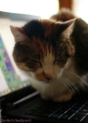 しらっとPCの上に乗る猫_b0253205_07231849.jpg