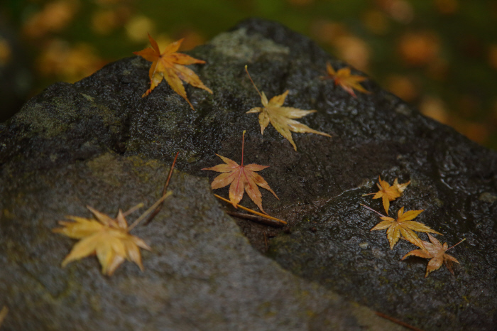 雨の禅寺　_a0357206_21295987.jpg