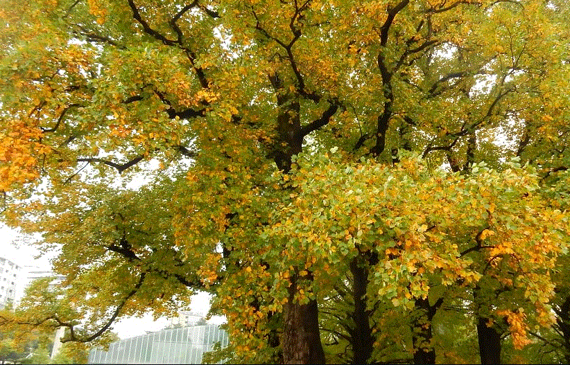 f0231709_05554804.gif