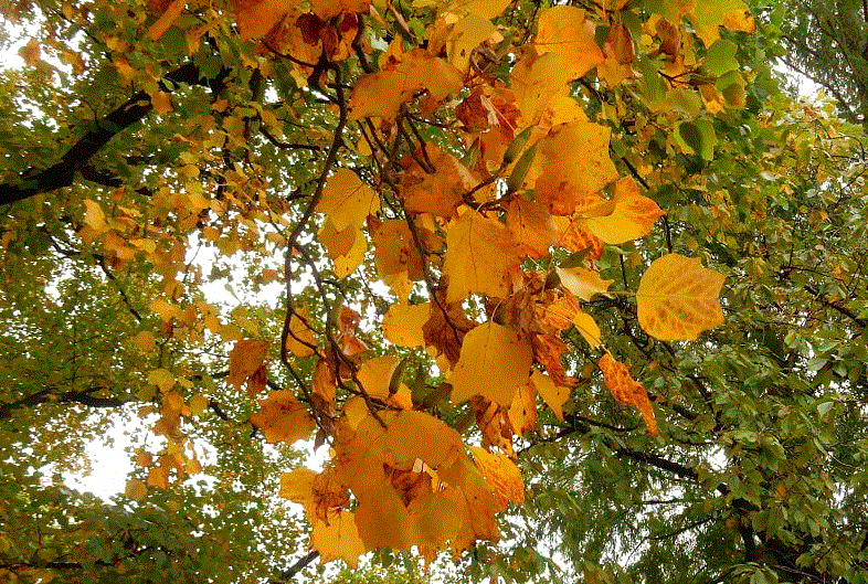 f0231709_05561870.gif