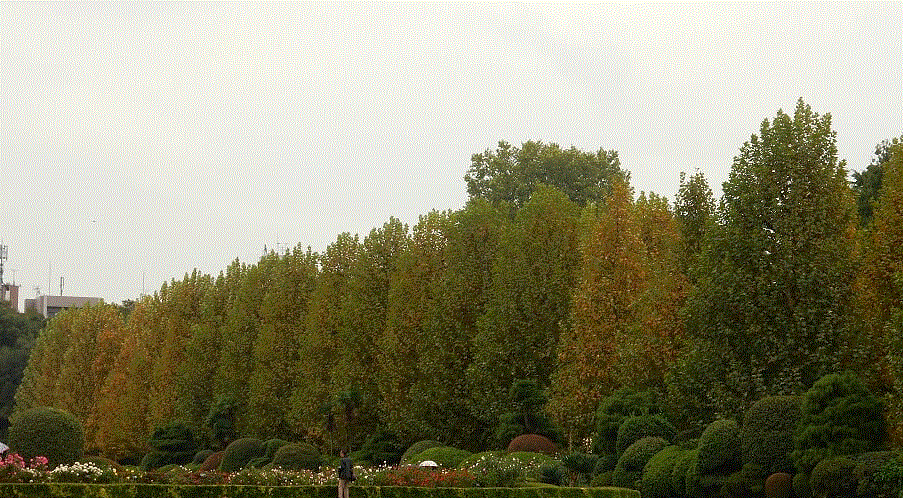 f0231709_06012819.gif