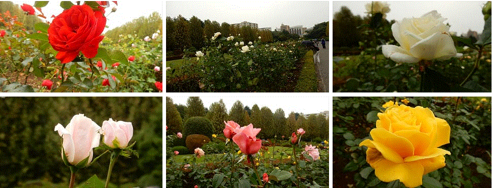 f0231709_06022711.gif