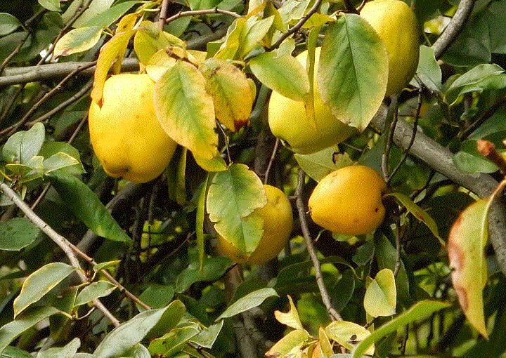 f0231709_06050138.gif
