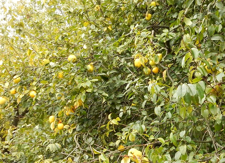 f0231709_06052624.gif