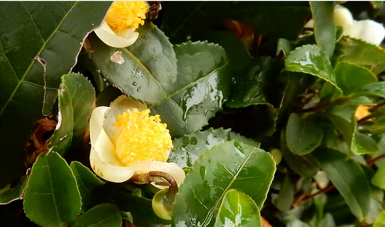 f0231709_06055707.gif