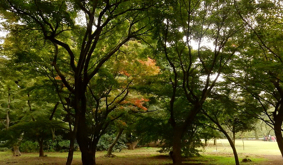 f0231709_06260724.gif