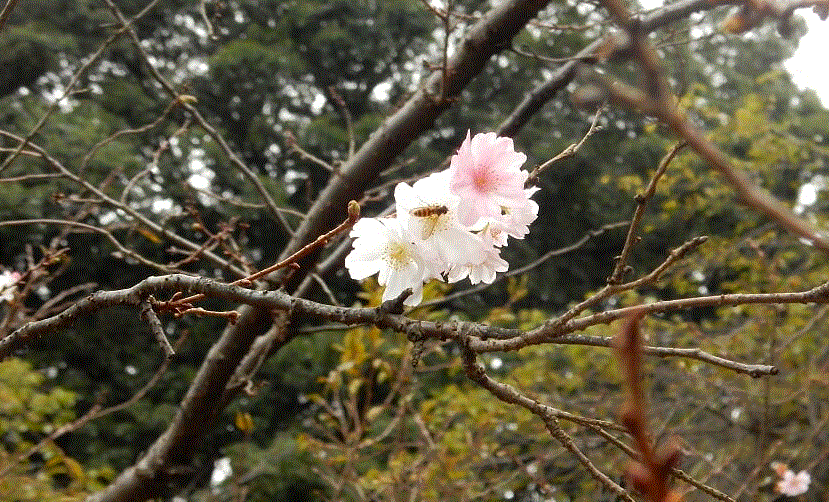 f0231709_06292205.gif