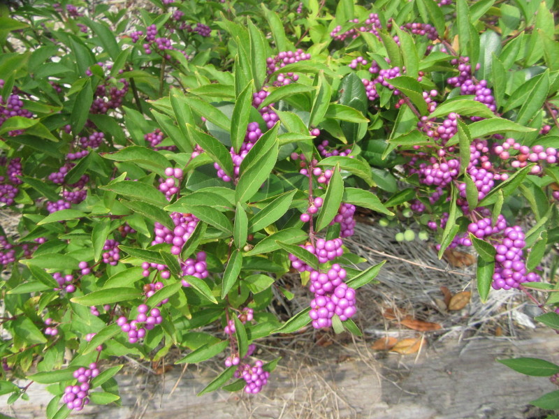 f0231709_09284887.jpg