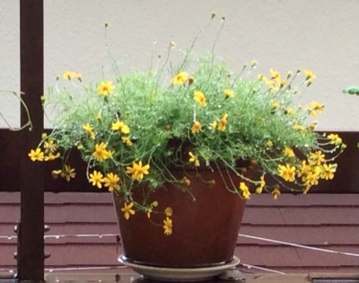 b0344816_15472795.jpeg