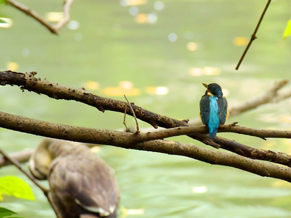 池のカワセミ　秋の候　2017\\10\\28  in Toky0_d0129921_1363081.jpg