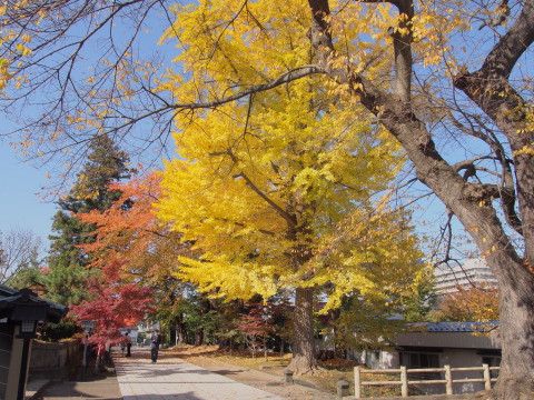 最勝院五重塔(弘前市)の紅葉*2017.10.28_b0147224_14384247.jpg