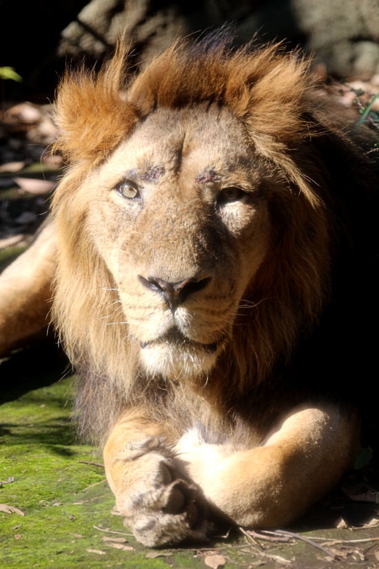 インドライオンとスマトラトラ 動物園放浪記