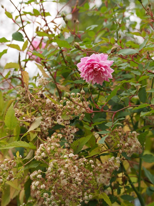 b0368629_99323.jpg
