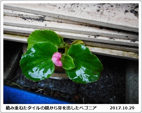 弱そうで、意外に強い　庭の花_e0033229_14274099.jpg