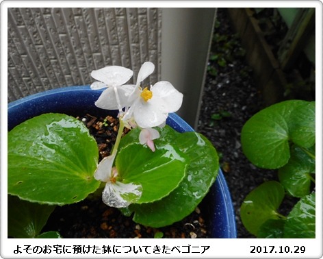 弱そうで、意外に強い　庭の花_e0033229_14323198.jpg