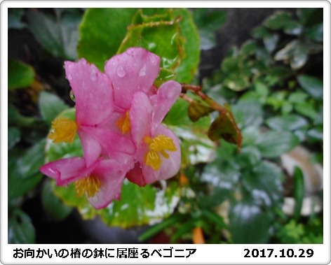 弱そうで、意外に強い　庭の花_e0033229_15393051.jpg