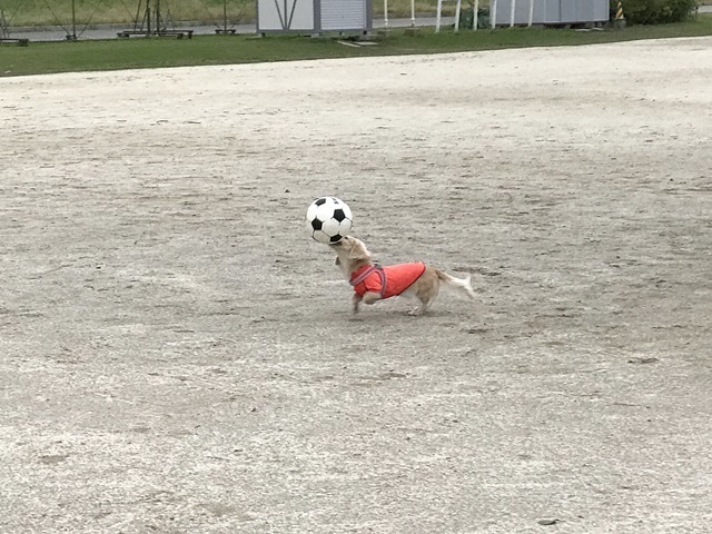 １７年１０月２８日　グランドでサッカー！_c0117831_16252783.jpg