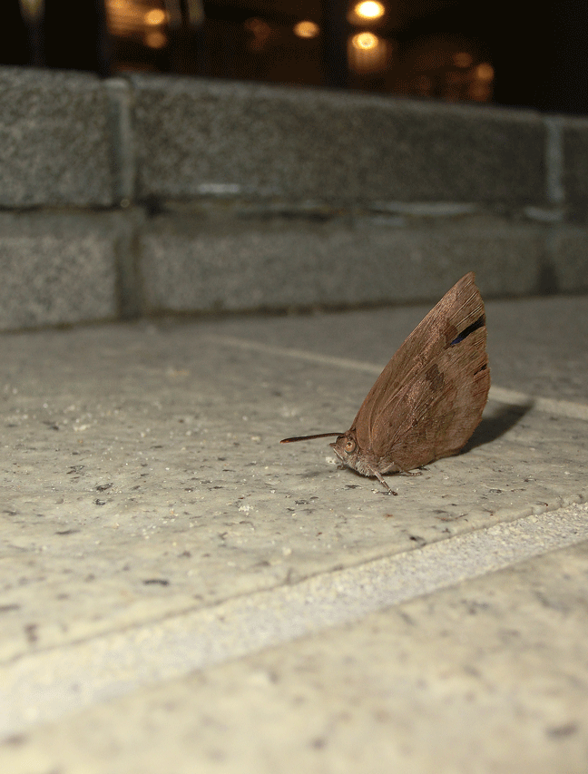 a0126632_12252204.gif