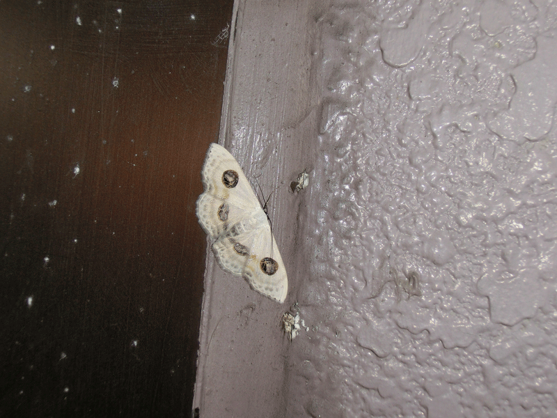 a0126632_12302639.gif