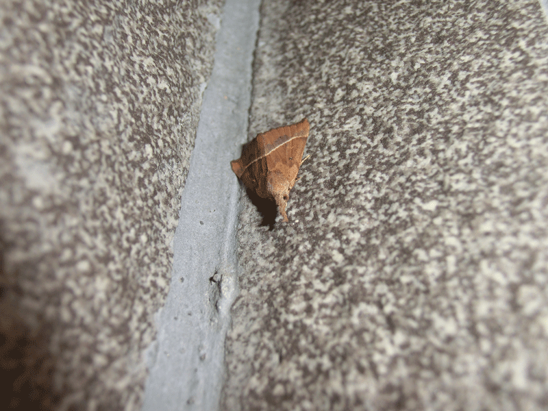 a0126632_12322245.gif
