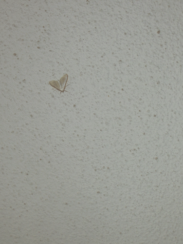 a0126632_12355871.gif