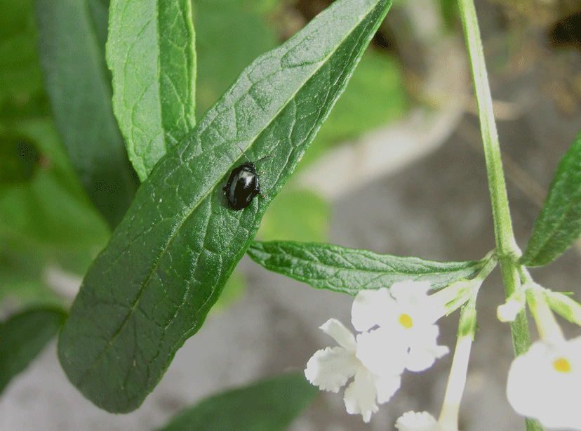 a0126632_12391042.gif
