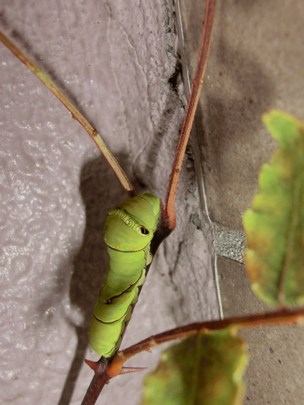 a0126632_12405213.gif