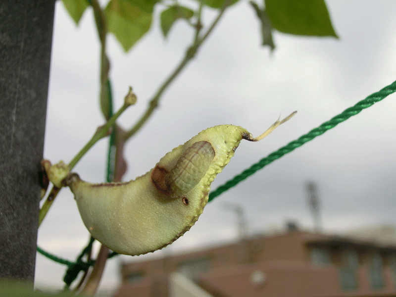 我が家のマンションで出逢った昆虫たち（in2017.10.25～28）_a0126632_12422133.gif