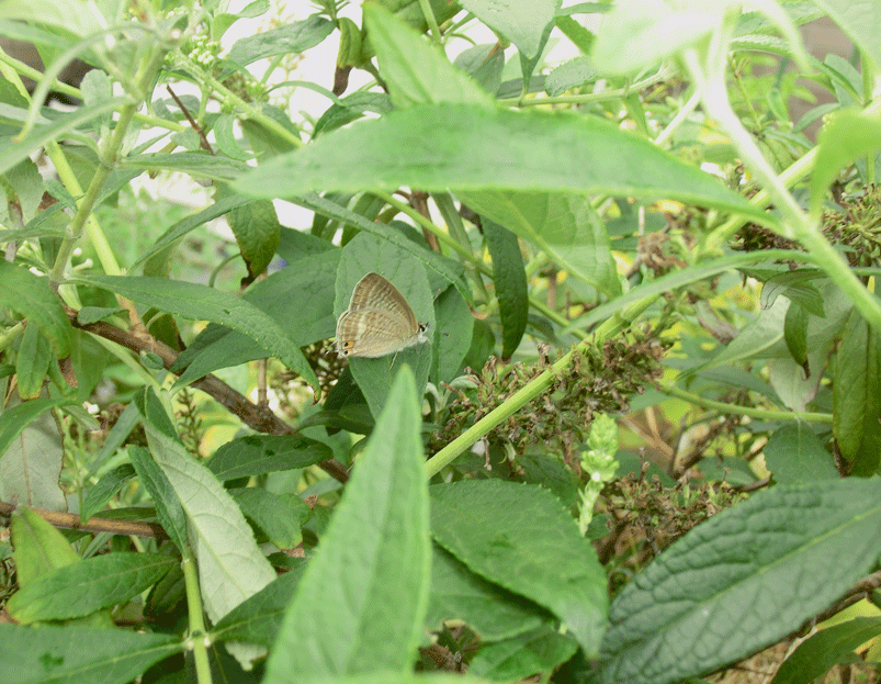 a0126632_12451208.gif