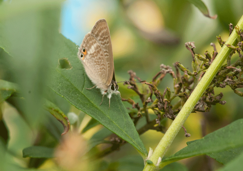 我が家のマンションで出逢った昆虫たち（in2017.10.25～28）_a0126632_12453265.gif