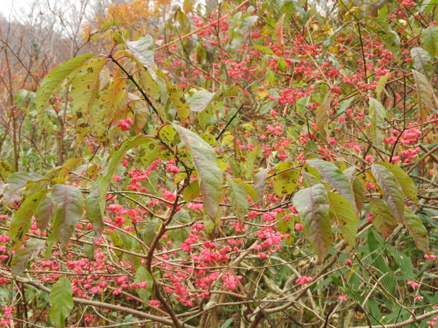 f0118332_01084410.jpg