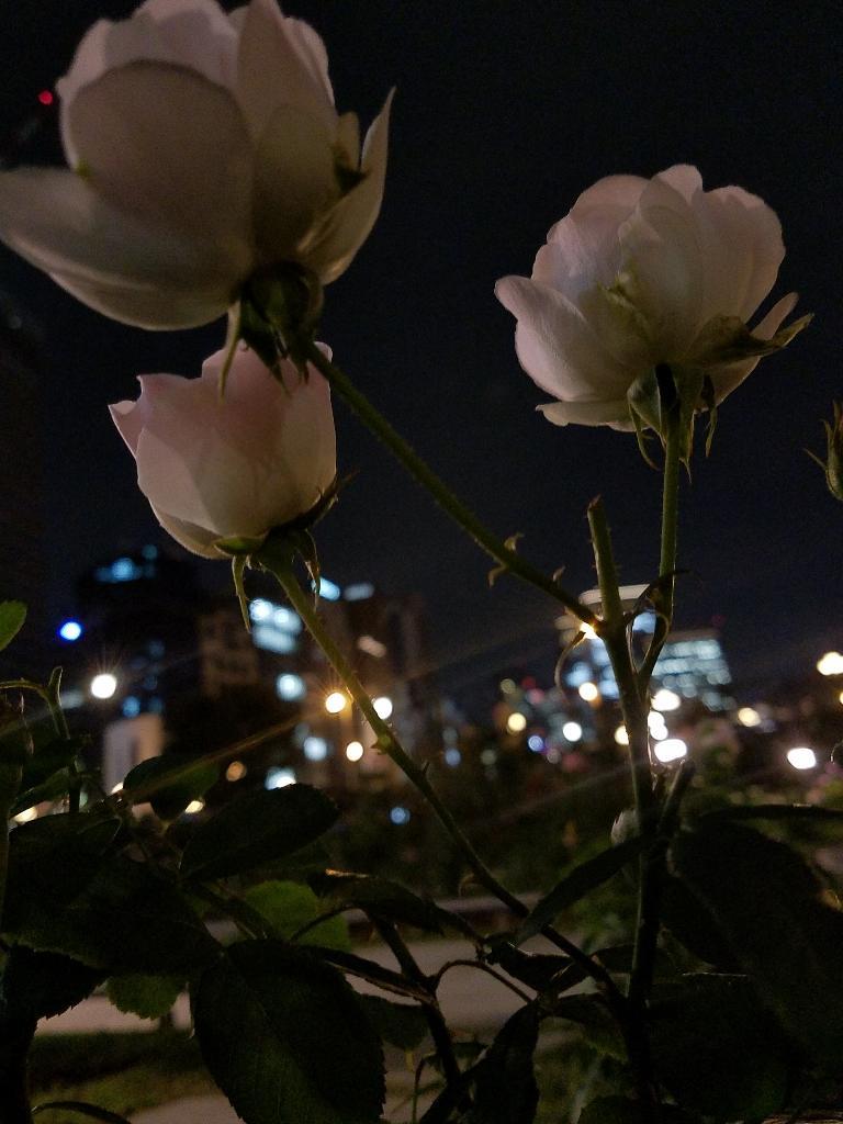 薔薇を少し_f0330437_11032127.jpg