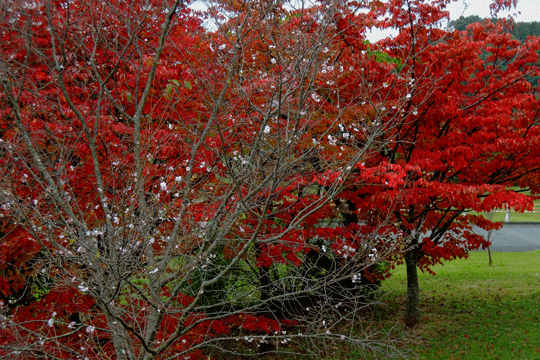 c0093046_08305422.gif