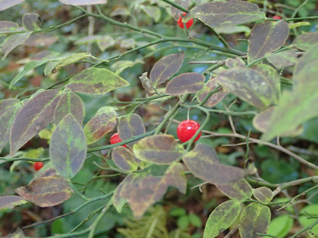 f0214649_05175809.jpg