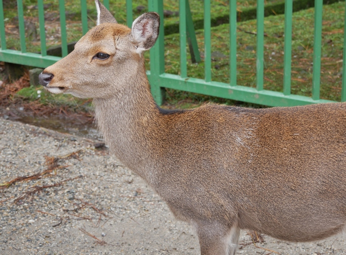 　　奈良公園にて_b0093754_1672149.jpg