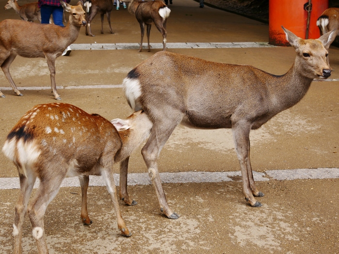 　　奈良公園にて_b0093754_167594.jpg