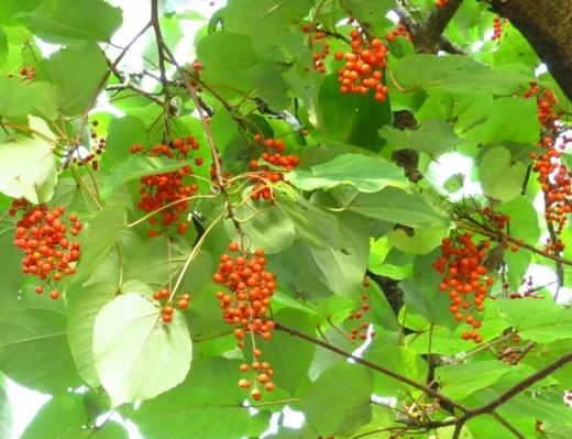 a0018655_13272233.jpg