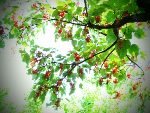 a0018655_13273090.jpg