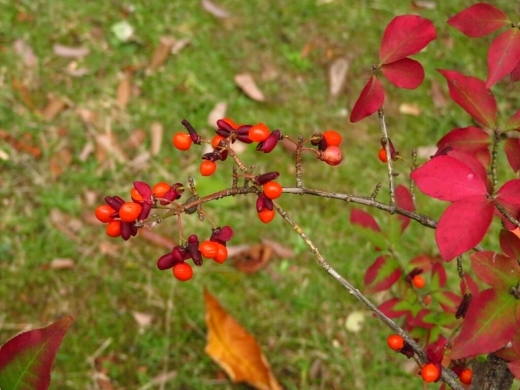 a0018655_13273560.jpg
