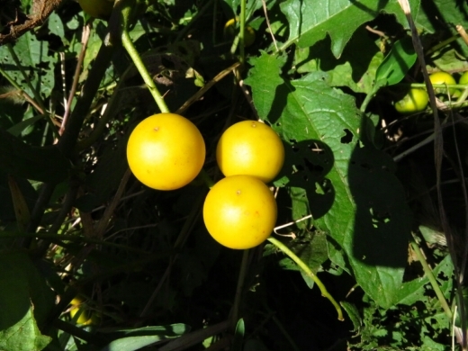 a0018655_13274830.jpg