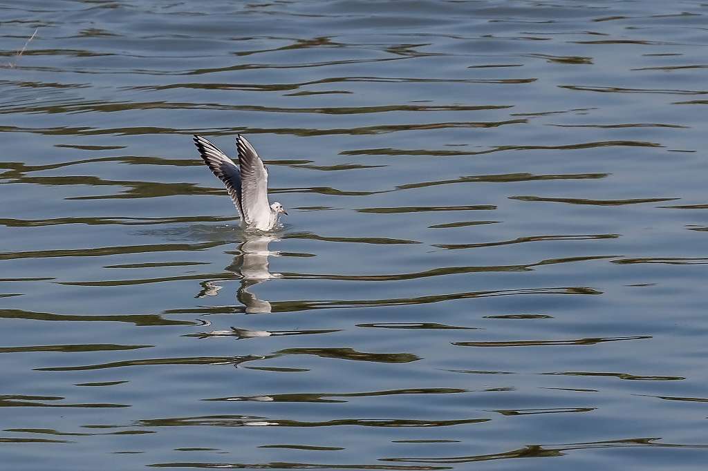 オオバン、ユリカモメ、カンムリカイツブリ_f0044056_17185743.jpg