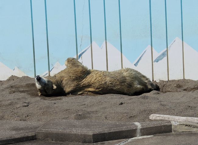 9月10日の釧路市動物園のホッキョクグマ_b0014576_21344190.jpg