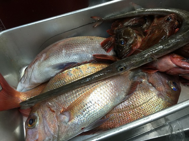 ヤガラ 魚と海が好き 美味しく食べよう 明石の魚 嵜 saki ヤガラ 魚と海が好き 美味しく食べよう 明石の魚 嵜 saki