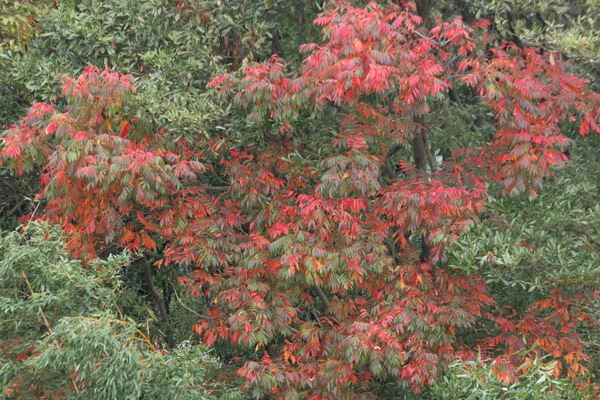 b0014607_20575327.jpg
